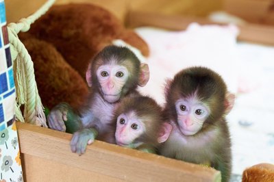 🐵 오사루 랜드 & 애니타운 (닛코 사루 군단)